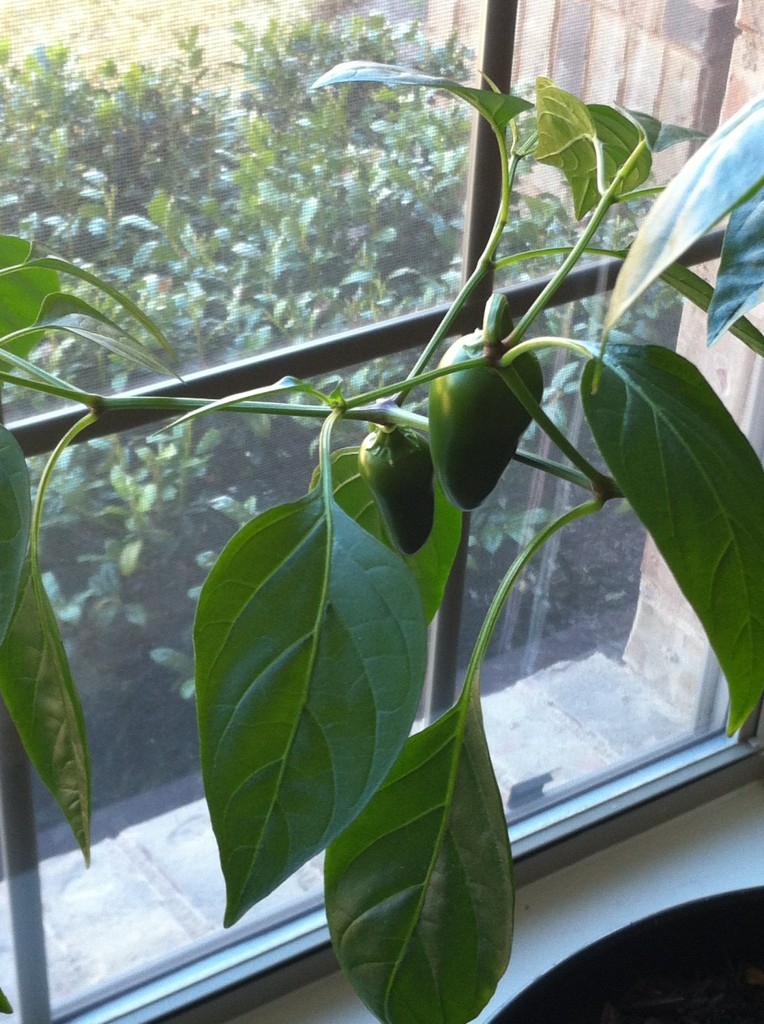 Early Jalapneos